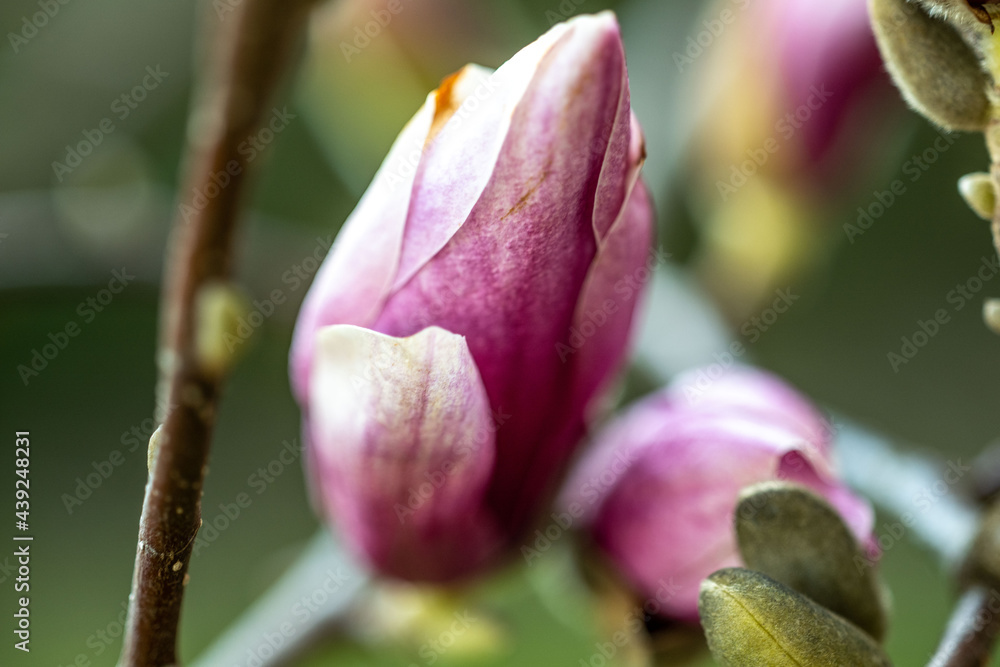 Magnolie Magnolie