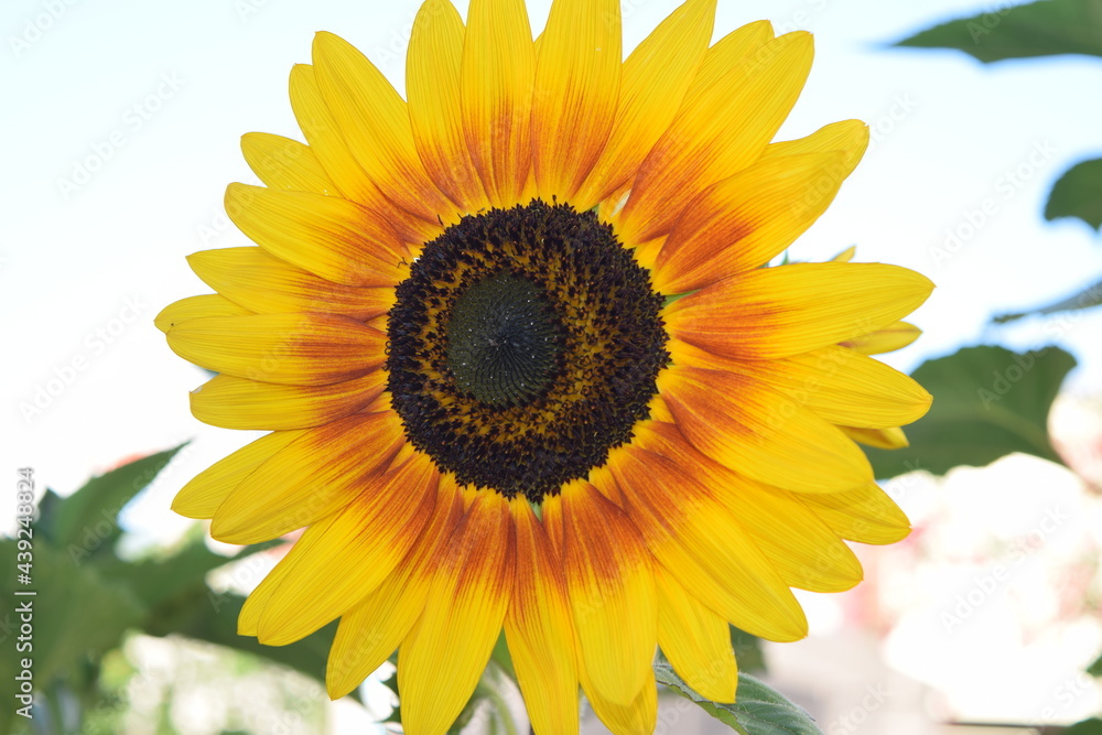 Obraz premium sunflower