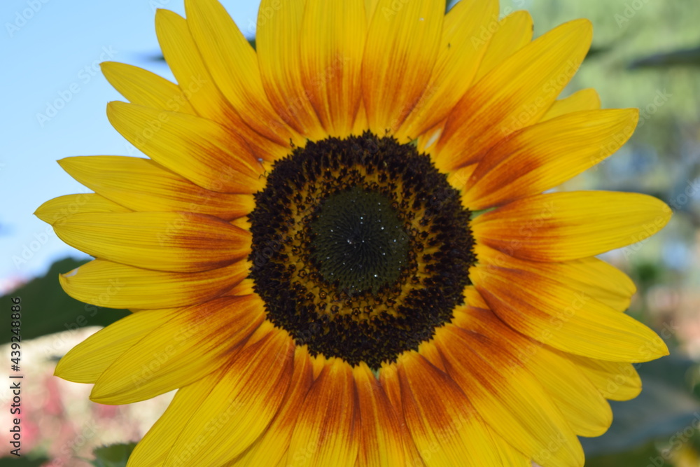 Fototapeta premium sunflower on a blue sky