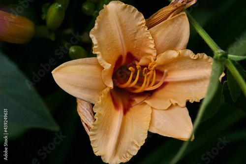 a large orange daylily flower surrounded by emerald greenery in the summer garden. macro photography, natural background photo