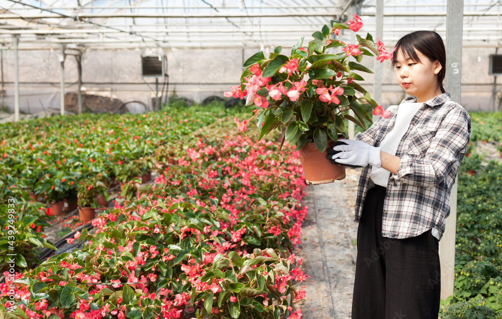 Fototapeta premium Confident chinese female on plantation of begonia in her greenhouse. High quality photo