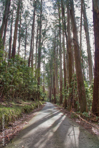 Scenes from the road  Maroondah National Park  near Warburton  Victoria  Australia.