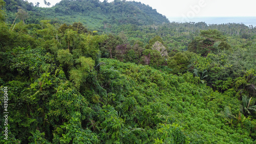 green forest in the mountains