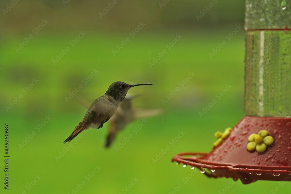 Fototapeta premium Closeup on a Rufous hummingbird, Selasphorus rufus , photographed in the flight while coming to drink a the feeder in Northern Oregon