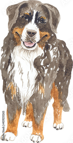 Picture of a watercolor shepherd dog. Perfect for printing  web  textile design  souvenir products.