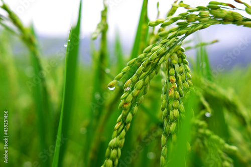 Ears of rice close-up in green rice field background, during the growing season.
