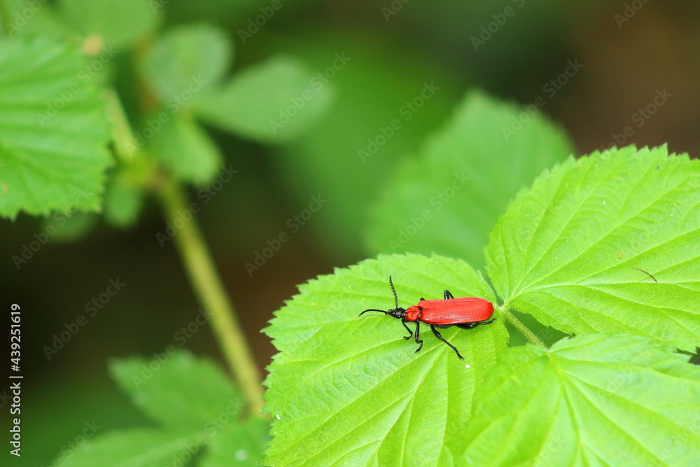 A red insect perched on a leaf on a sunny spring day. A red insect perched on a leaf on a sunny spring day.