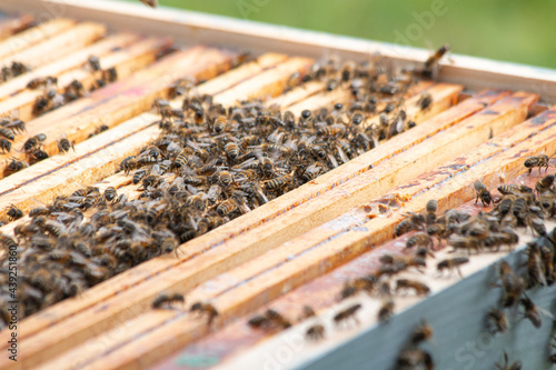 Abeilles dans la ruche