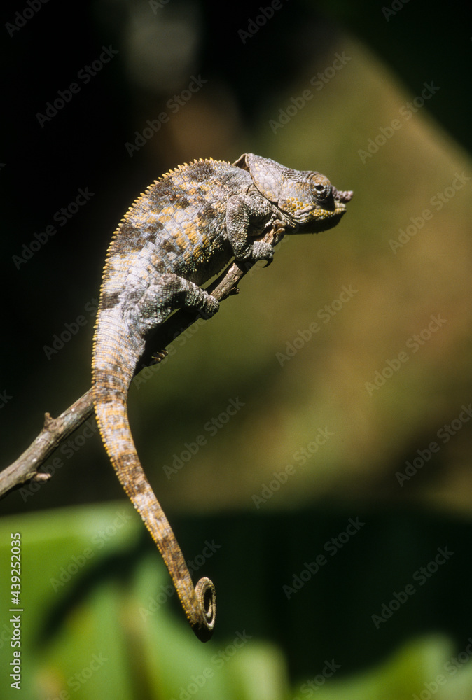Cameleon panthere, male, furcifer pardalis, Madagascar