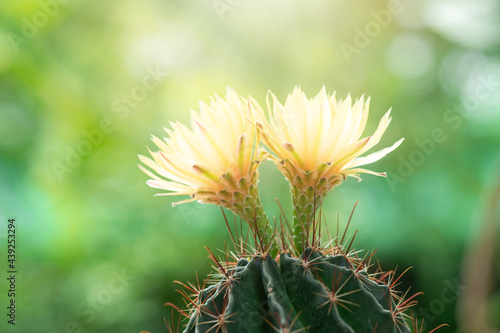 A cactus and yellow flower in a pot with nature bokeh background. photo