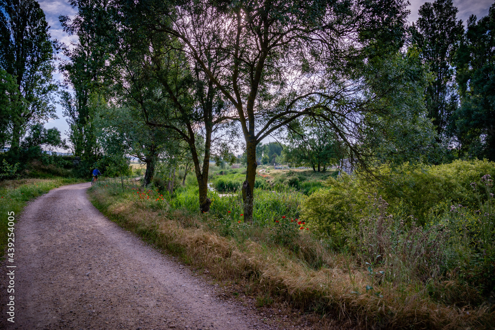 
paisaje de primavera con el campo y flores en la España central en primavera