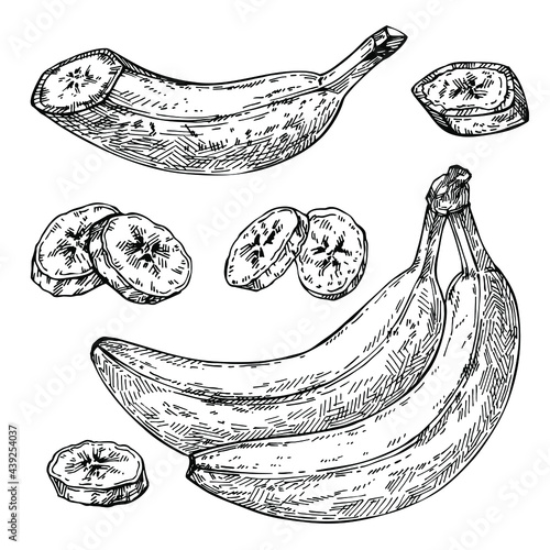 Sketch Banana. Isolated hand drawn bunch, sliced banana pieces.