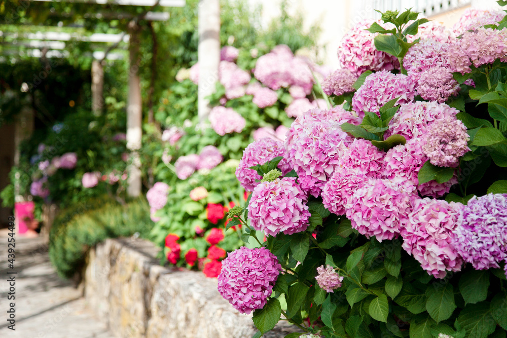 Hydrangea flowers garden on backyard. Pink and purple bushes blooming in countryside