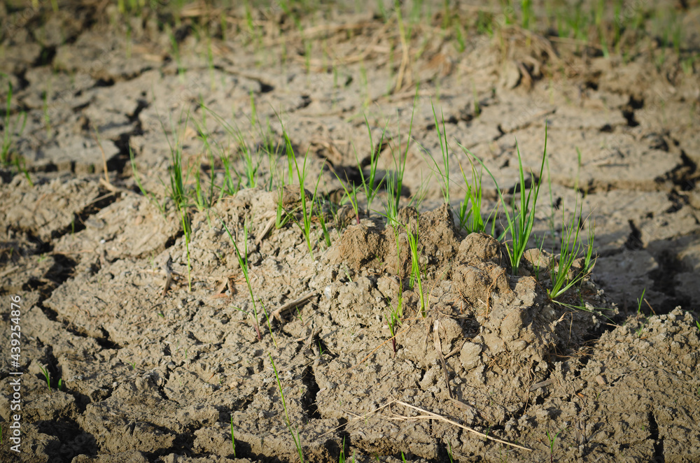 The surface image of topsoils in agricultural plots, the surface looks arid, even during the rainy season. There is only grass that can grow in all environments. The surface image of topsoils in agricultural plots, the surface looks arid, even during the rainy season. There is only grass that can grow in all environments.