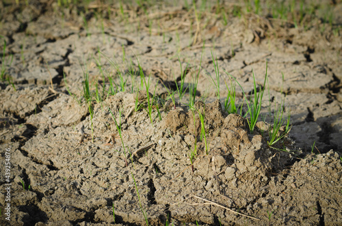 The surface image of topsoils in agricultural plots, the surface looks arid, even during the rainy season. There is only grass that can grow in all environments.