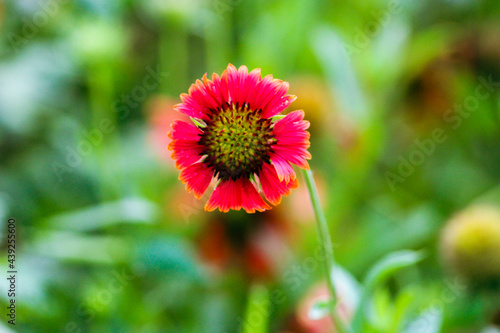red poppy flower
