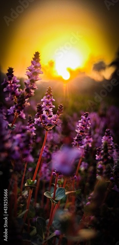  Sunrise in the morning with flower