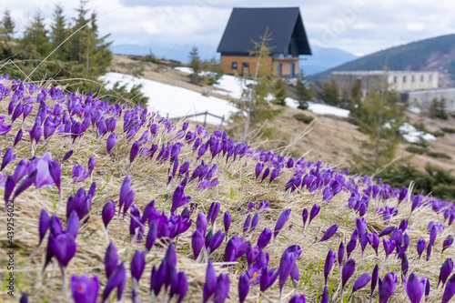 Crocuses blossom in the mountains. Wild violet crocuses in early spring. Carpatian mountains, © Oleksandr Matsibura