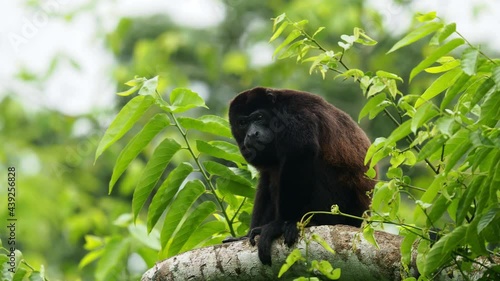 Mantled howler - Alouatta palliata or golden-mantled howling monkey, New World monkey, from Central and South America. Moving in american tropical rainforest, group climbing on the tree trunk. photo