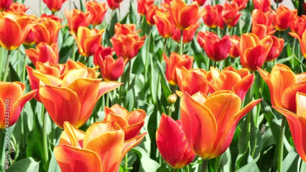 Many orange tulips sway in the wind in an open space in the park. Concept of a greeting card for valentines day, mothers day, international womens day, flower delivery. 4k Many orange tulips sway in the wind in an open space in the park. Concept of a greeting card for valentines day, mothers day, international womens day, flower delivery. 4k