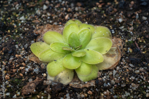 Pinguicula Agnata Butterwort Carnivorous Plant photo