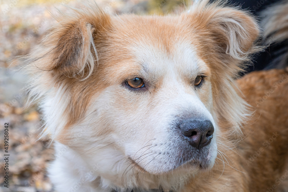 Close-up of a beautiful white-red dog. Close-up of a beautiful white-red dog.