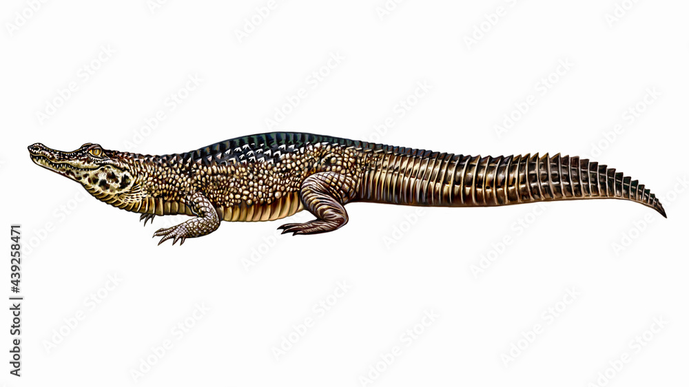 A caiman (cayman) A caiman (cayman)