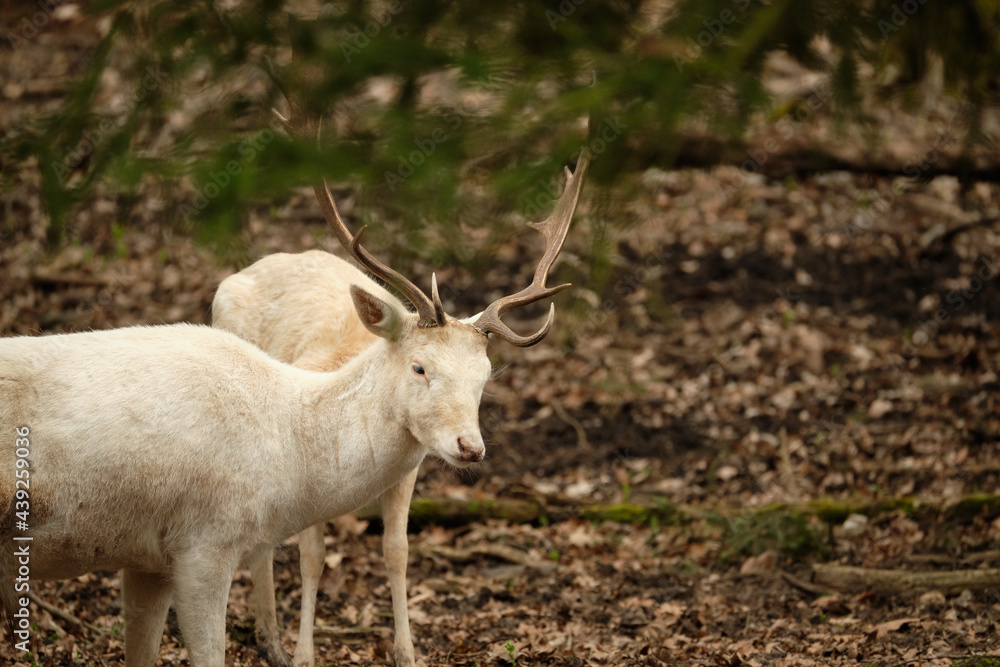 White sika deer (Cervus nippon) in forrest. Wildlife photography White sika deer (Cervus nippon) in forrest. Wildlife photography
