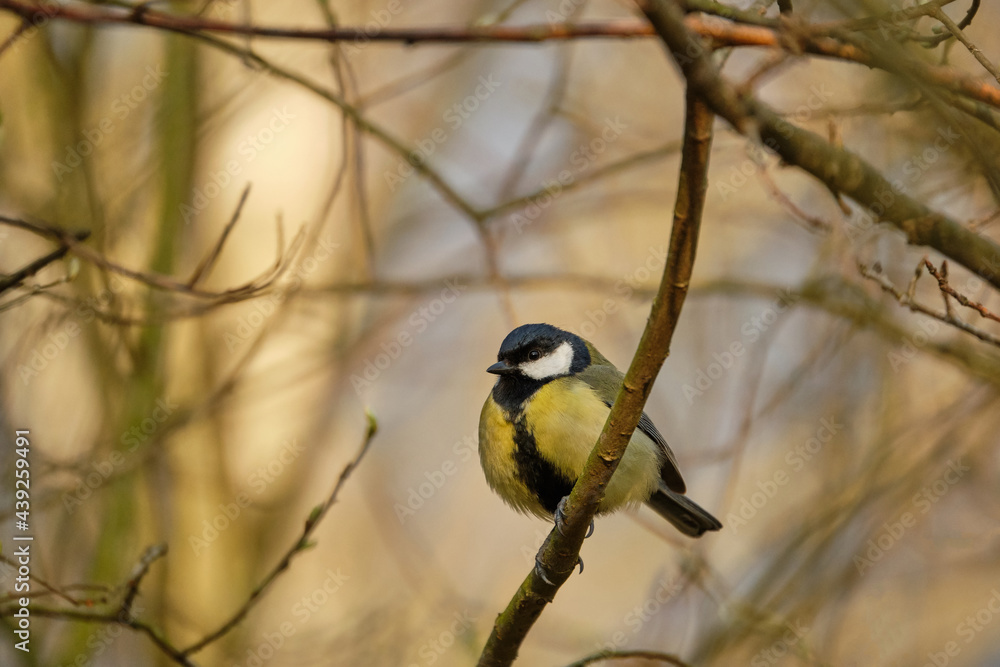 Great tit (Parus major) on branch, Czech Republic, Europe Great tit (Parus major) on branch, Czech Republic, Europe