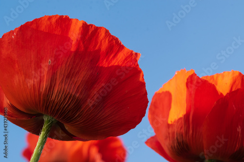 Türkischer Mohn, Papaver orientale mit seinen wunderschönen, leuchtend roten und orangen Blüten vor blauem Himmel.