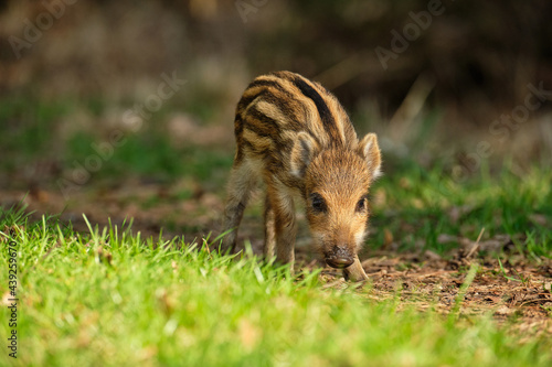 Tiny stripped piglet of wild boar (Sus scrofa), wildlife photography, Czech Republic