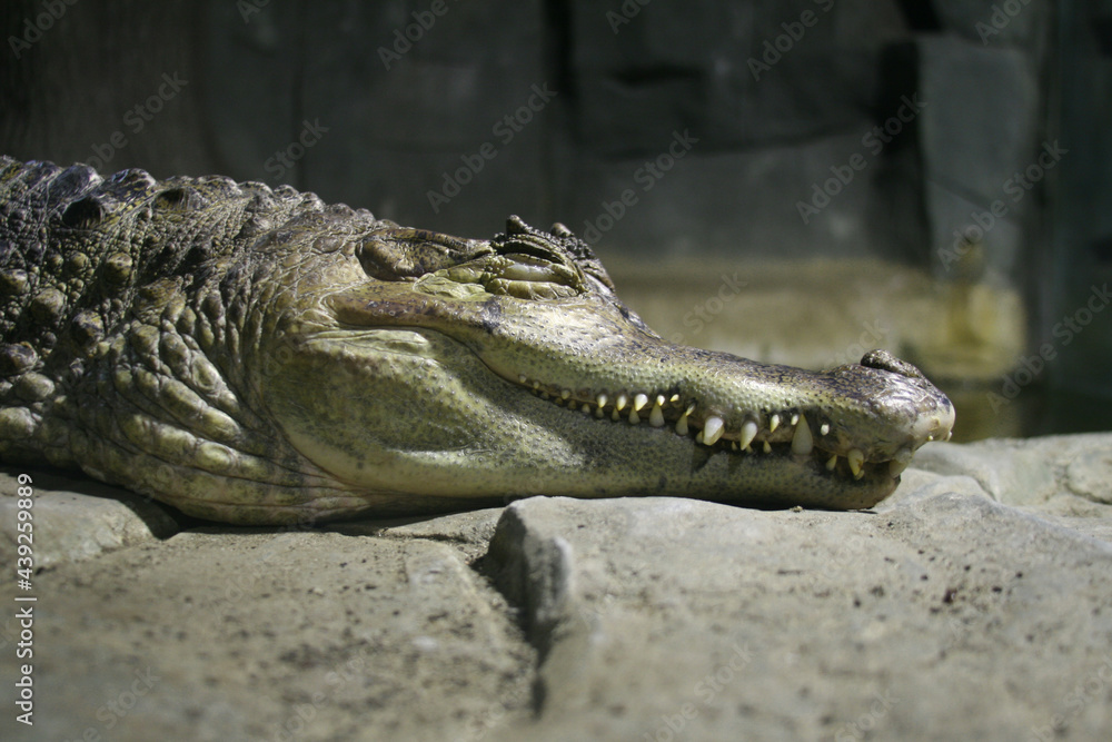 Fototapeta premium The head of a sleeping crocodile 