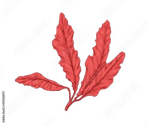 Delesseria alga. Leaves of red seaweed. Edible sea plant. Botanical drawing o...