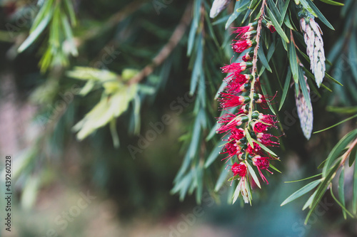 native Australian callistemon plant with red flower outdoor in sunny backyard