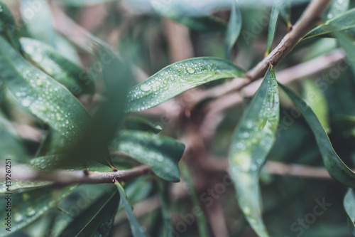 native Australian callistemon plant with rain drops on its leaves