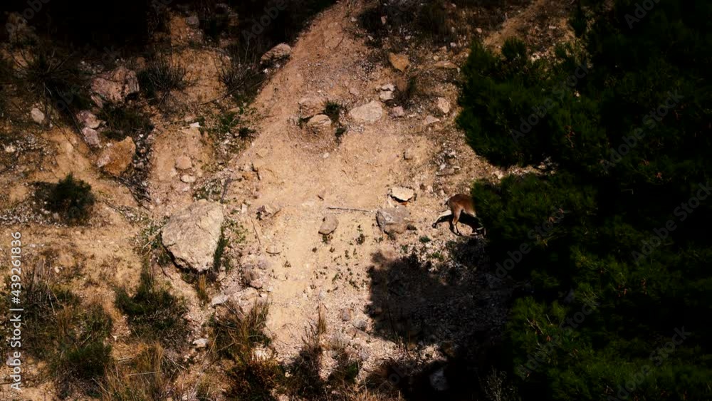 Wild goat, spanish ibex on cliffs Maro Cerro Gordo, Andalucia Nerja Spain.View from above Wild goat, spanish ibex on cliffs Maro Cerro Gordo, Andalucia Nerja Spain.View from above