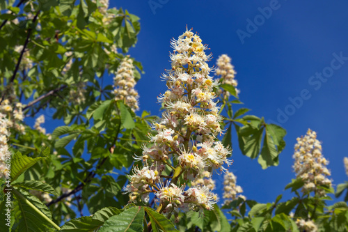 Aesculus hippocastanum, horse chestnut tree blooming