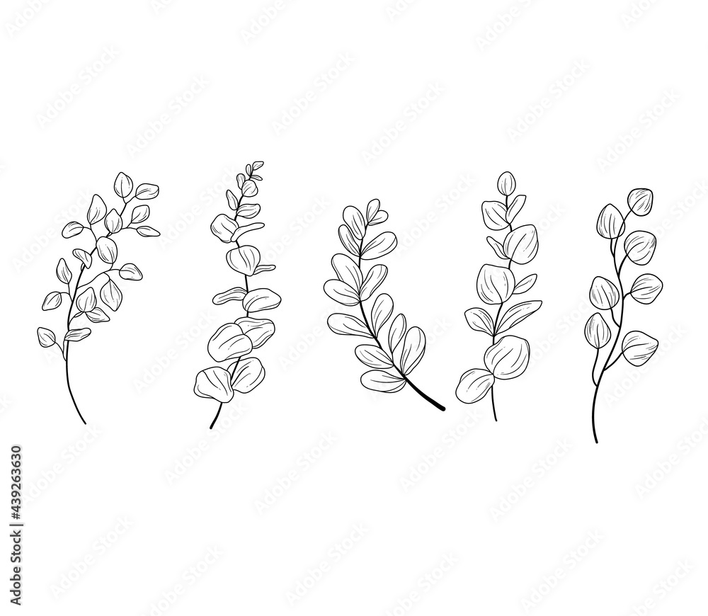 Eucaliptus branches line art drawing set. Vector illustration with eucalyptus leaves isolated on a white background Eucaliptus branches line art drawing set. Vector illustration with eucalyptus leaves isolated on a white background