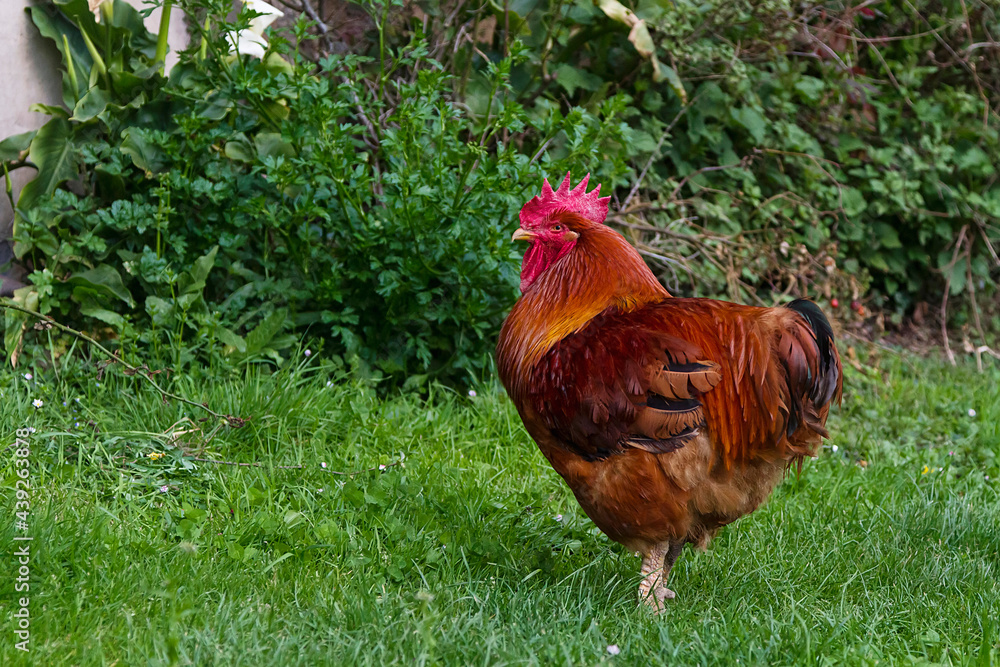 Rooster and hen in a basque farm