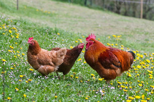 Rooster and hen in a basque farm photo