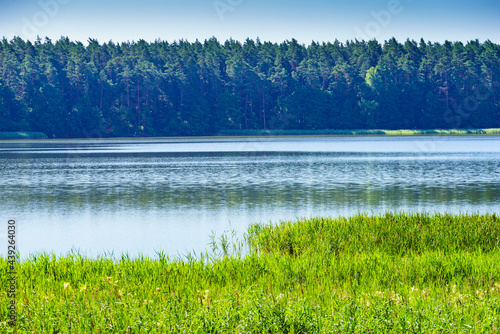 Fototapeta Naklejka Na Ścianę i Meble -  Lake with green reeds on Masuria, Poland