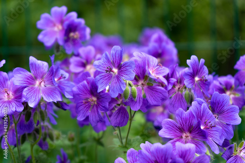 Gorgeous purple bohemian geranium. Lilac geranium flowers in the flowerbed. Beautiful background. Pink and violet flowers, botuns and leaves. Gardening. Flower bed