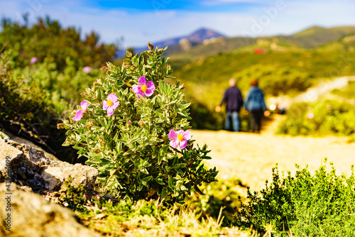 Flowers on nature and blurred people walking