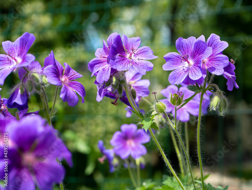 Gorgeous purple bohemian geranium. Lilac geranium flowers in the flowerbed. Beautiful background. Pink and violet flowers  botuns and leaves. Gardening. Flower bed