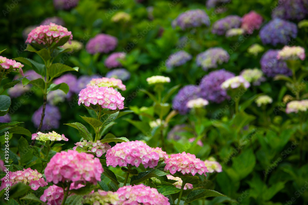 梅雨時のアジサイ　日本
