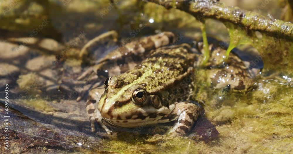 Green frog from Plitvice Lakes, Croatia Green frog from Plitvice Lakes, Croatia