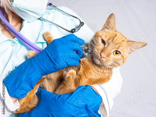 Fototapeta Naklejka Na Ścianę i Meble -  A veterinarian holds a bright red cat in his arms and listens to it with a stethoscope. Treatment of pets at home