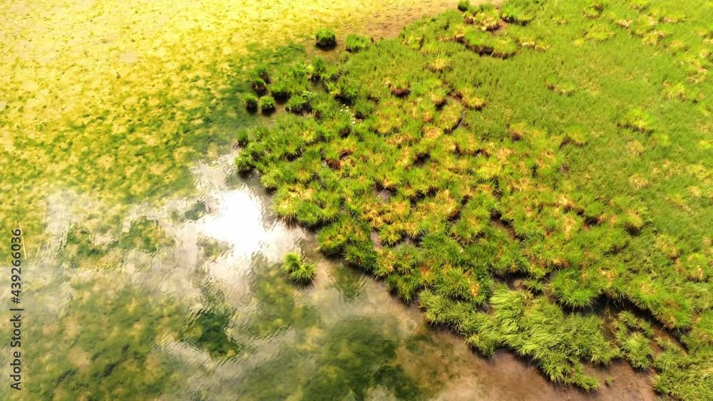 The wetland swamp. The wetland swamp.