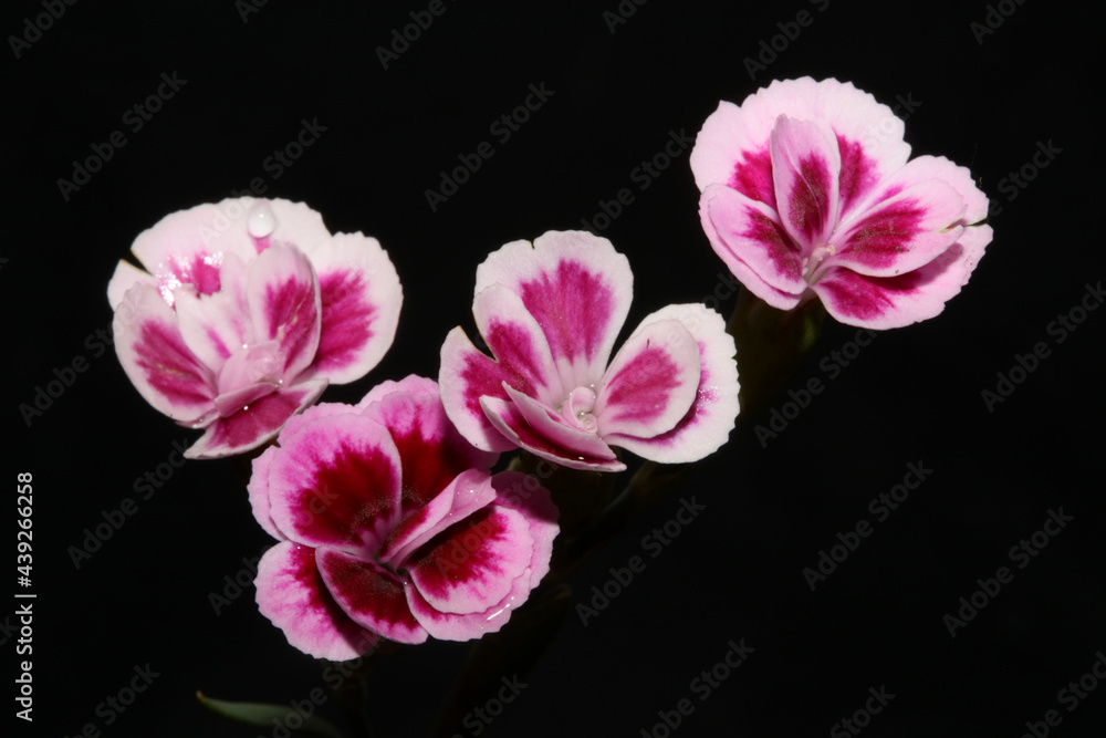 Fototapeta premium Flower blossom close up dianthus caryophyllus family caryophyllaceae modern background high quality big size print