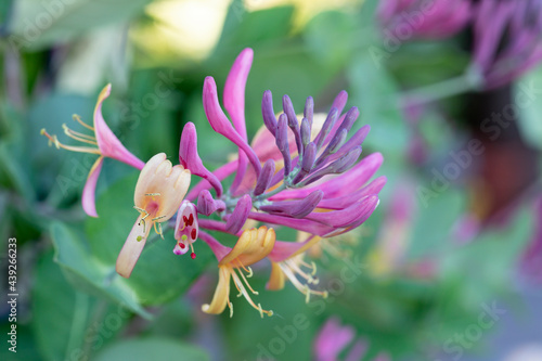 Blühendes Geißblatt (Lonicera) im Garten photo